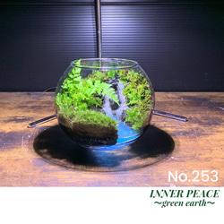 253 苔アート 苔テラリウム 完成品 テラリウム ✴︎green earth