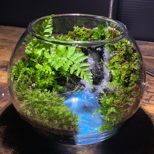 神秘な森の苔テラリウム 【完成品】苔アート 苔テラリウム 苔