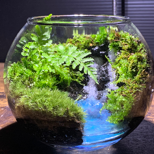 253 苔アート 苔テラリウム 完成品 テラリウム ✴︎green earth 253 苔アート 苔テラリウム 完成品 テラリウム ✴︎green earth