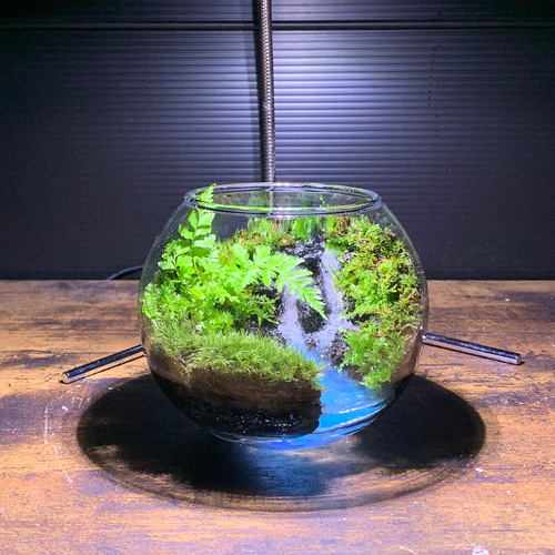 253 苔アート 苔テラリウム 完成品 テラリウム ✴︎green earth 253 苔アート 苔テラリウム 完成品 テラリウム ✴︎green earth