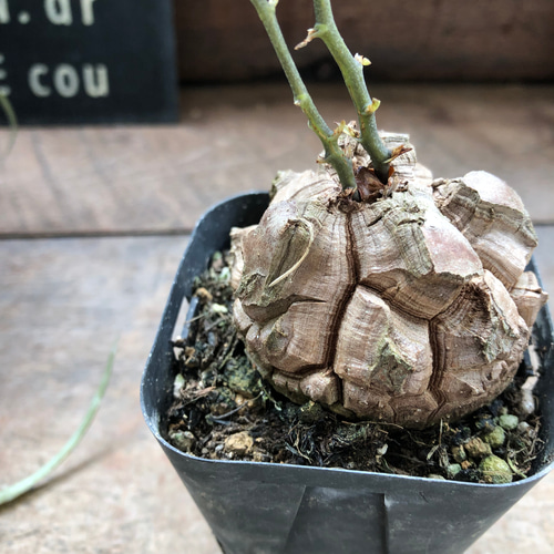 心*-様 亀甲竜 亀甲竜♡特A品♡希少♡ハート型の葉っぱ♡塊根植物♡多肉植物