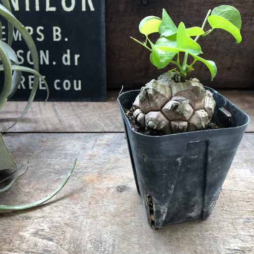 亀甲竜♡特A品♡希少♡ハート型の葉っぱ♡塊根植物♡多肉植物 人