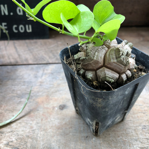 亀甲竜♡特A品♡希少♡ハート型の葉っぱ♡塊根植物♡多肉植物