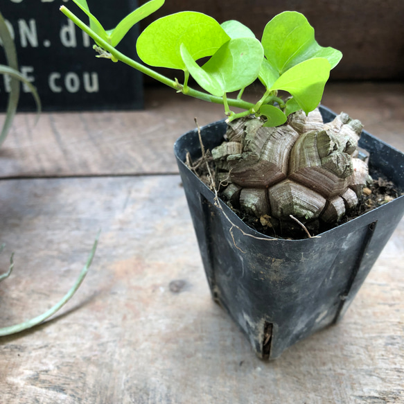 亀甲竜♡特A品♡希少♡ハート型の葉っぱ♡塊根植物♡多肉植物 人