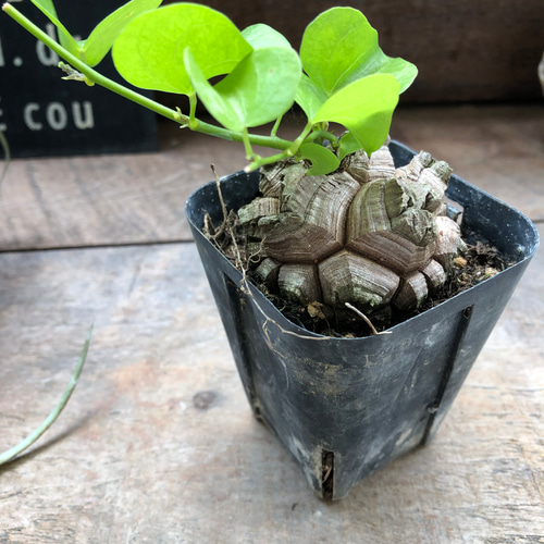 亀甲竜♡特A品♡希少♡ハート型の葉っぱ♡塊根植物♡多肉植物