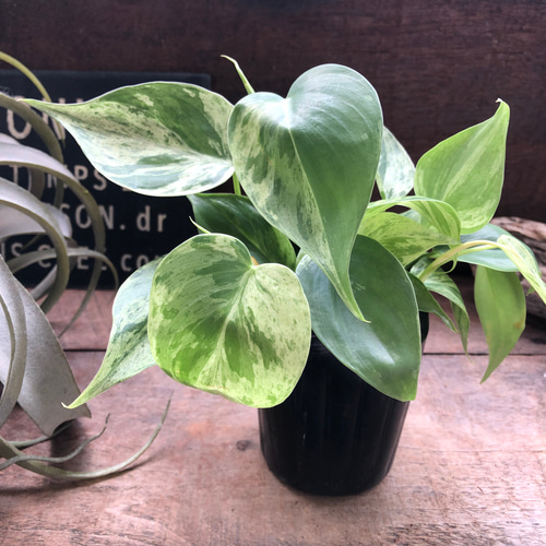 希少♡オキシカルジウム バリエガータ ホワイトファントム