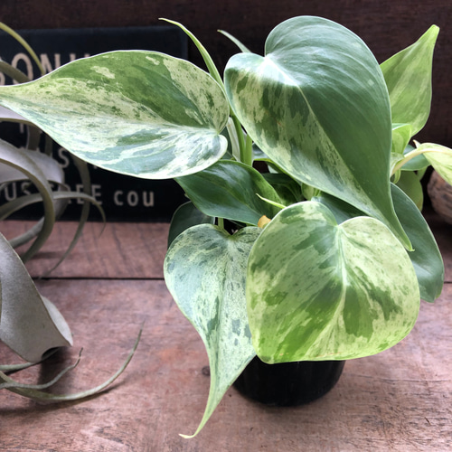 超絶希少 フィロデンドロンジェニファー斑入り