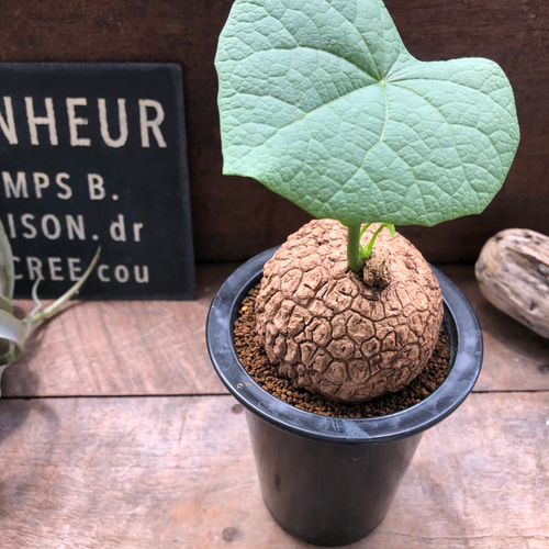スベローサ♡ステファニア♡立派♡塊根植物♡多肉 アートフラワー パリ