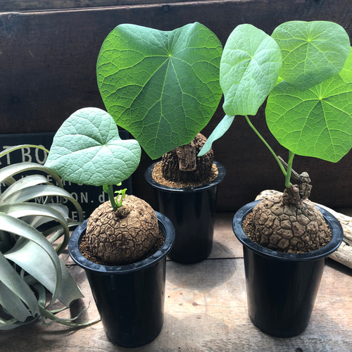 スベローサ♡ステファニア♡立派♡塊根植物♡多肉 アートフラワー パリ