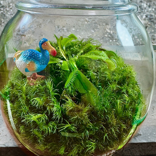 夏限定】食虫植物ハエトリソウと絶滅動物ドードーの苔テラリウム