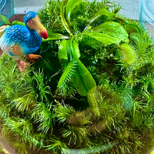 夏限定】食虫植物ハエトリソウと絶滅動物ドードーの苔テラリウム