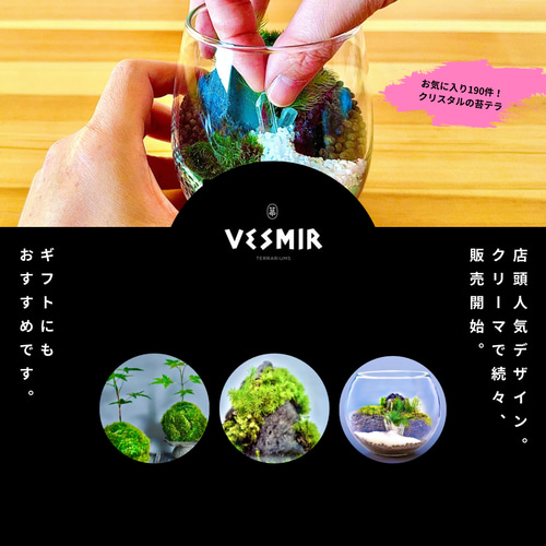 夏限定】食虫植物ハエトリソウと絶滅動物ドードーの苔テラリウム