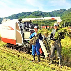 国産・手揚げ・黒米入りやみつき玄米おかき50ｇ×4袋【送料込み・メール便】 7枚目の画像