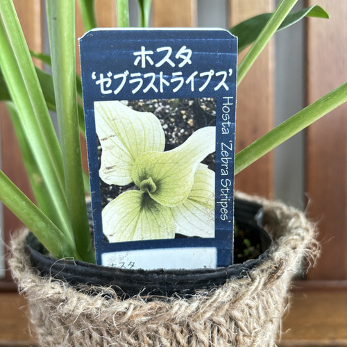 ホスタファーストブラッシュ　ゼブラストライプス　苗各1ポット　メルカリ便 ホスタファーストブラッシュ ゼブラストライプス 苗各1ポット