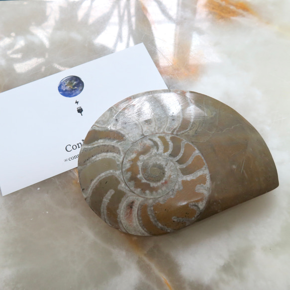 美しい化石標本◇モロッコ産アンモナイトのスライス／89グラム その他