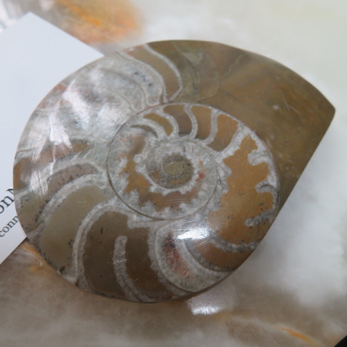 バリ 砂岩彫刻 アンモナイト！【超美品】【希少品】 バリ 砂岩彫刻 アンモナイト！【超美品】【希少品】