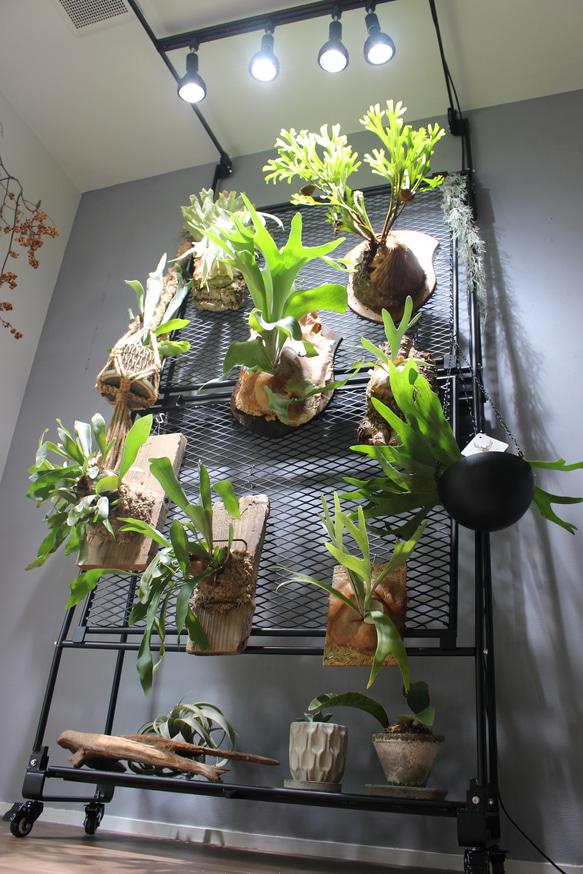 ビカクシダウォール　こうもり蘭　ビカクシダ ビカクシダウォール