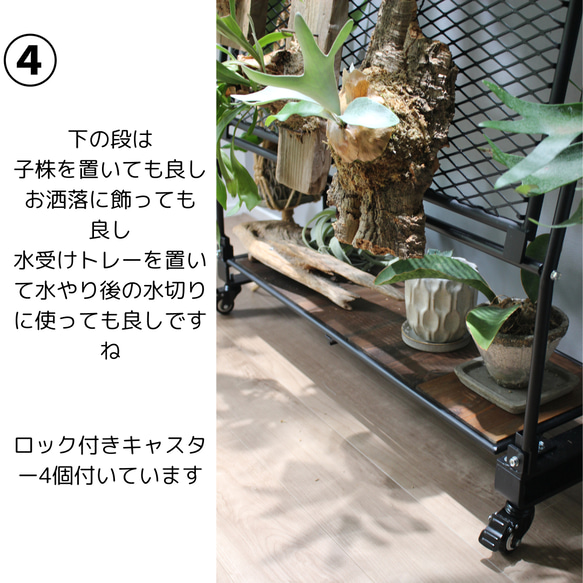 ビカクシダウォール　こうもり蘭　ビカクシダ ビカクシダウォール