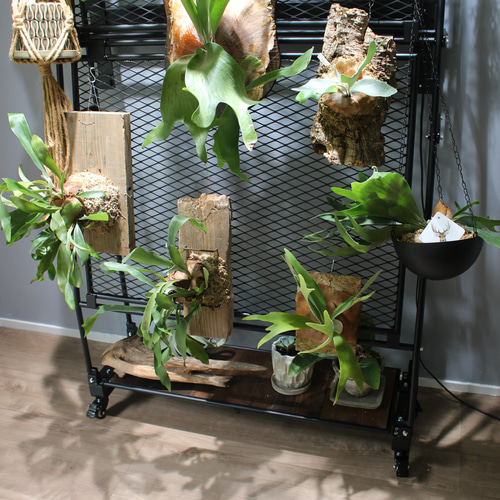 ビカクシダウォール こうもり蘭 ビカクシダ 棚・シェルフ・ラック m2 