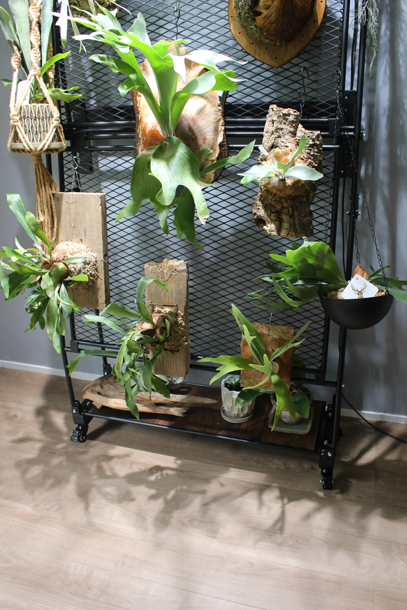 ビカクシダウォール　こうもり蘭　ビカクシダ ビカクシダウォール