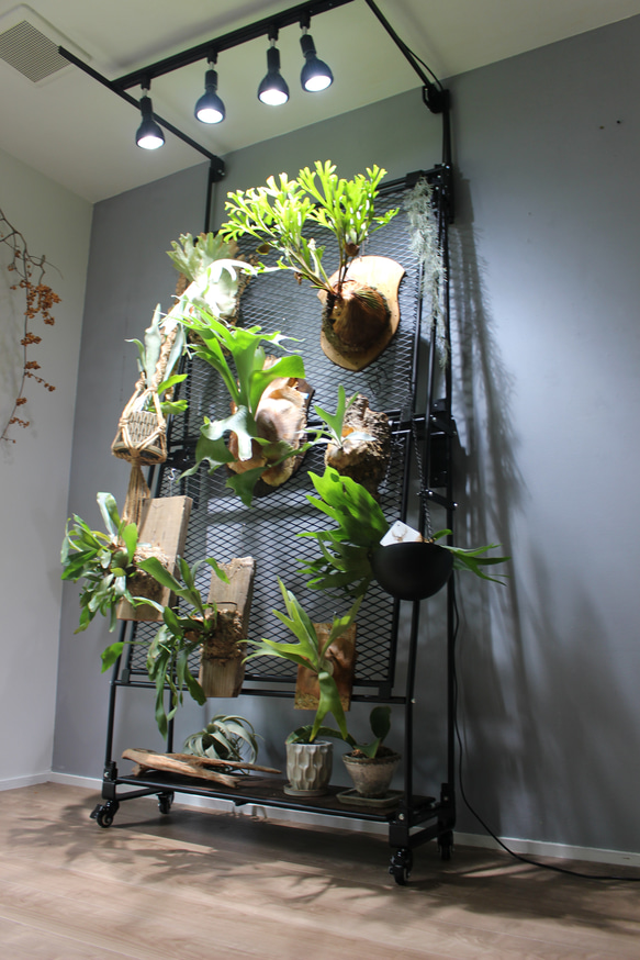 ビカクシダウォール　こうもり蘭　ビカクシダ ビカクシダウォール