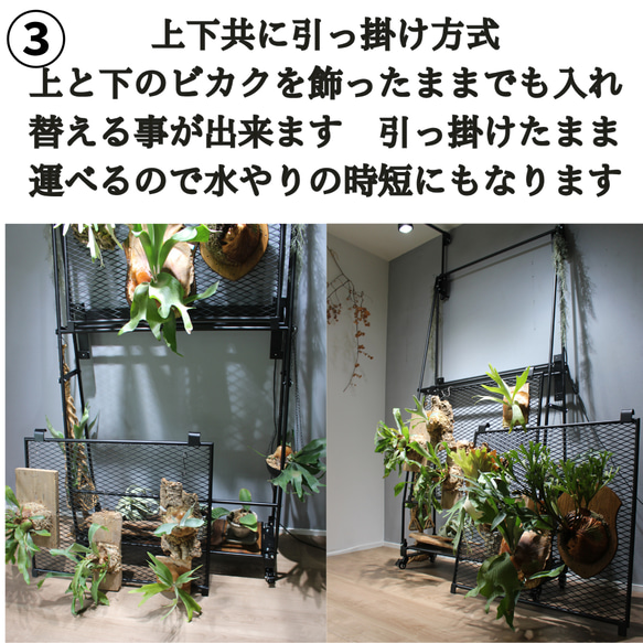 ビカクシダウォール　こうもり蘭　ビカクシダ ビカクシダウォール