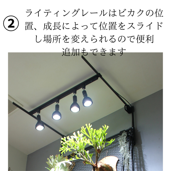 ビカクシダウォール　こうもり蘭　ビカクシダ ビカクシダウォール