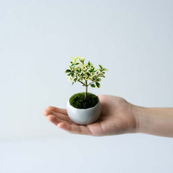 斑入りツゲ｜白いうつわ 盆栽 Sekibokka 通販 18030543｜Creema(クリーマ)