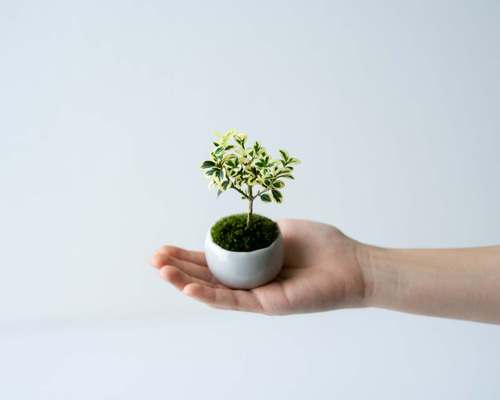 多幹盆栽 白い鉢山ツツジ株がかなりいい感じですオススメです 多幹盆栽 白い鉢山ツツジ株がかなりいい感じですオススメです 多幹盆栽