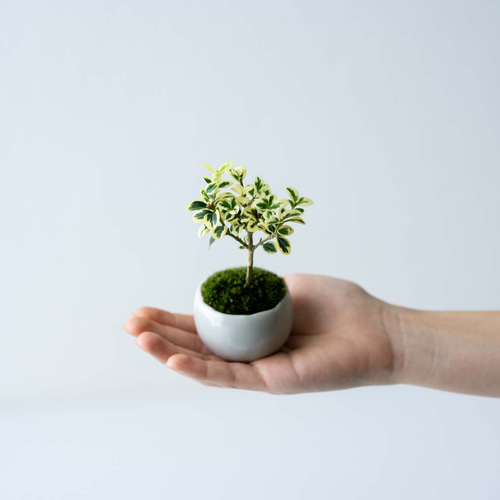 斑入りツゲ｜白いうつわ 盆栽 Sekibokka 通販 18030543｜Creema(クリーマ)