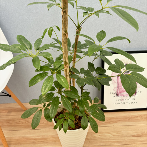 冬ギフト セ 現品］8番 ブラッサイア 8号 観葉植物 室内 大型 鉢受け皿付き シェフレラ・ カポック