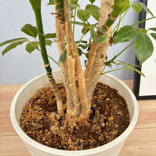 現品］8番 ブラッサイア 8号 観葉植物 室内 大型 鉢受け皿付き