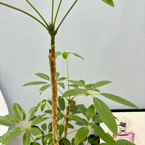 現品］8番 ブラッサイア 8号 観葉植物 室内 大型 鉢受け皿付き