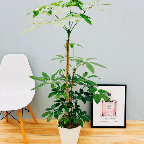 ［現品］12番　ブラッサイア　8号　観葉植物　室内　大型　鉢受け皿付き　おしゃれ 現品］12番 ブラッサイア 8号 観葉植物 室内 大型 鉢受け皿付き