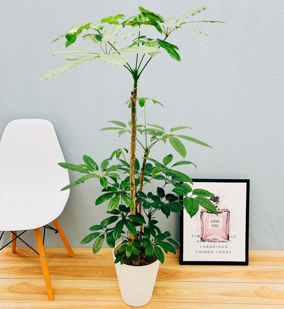 「高評価！」注目のレビュ 現品］8番 ブラッサイア 8号 観葉植物 室内 大型 鉢受け皿付き シェフレラ・ カポック