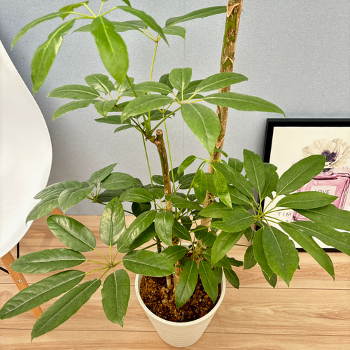 現品］8番 ブラッサイア 8号 観葉植物 室内 大型 鉢受け皿付き 大きめ