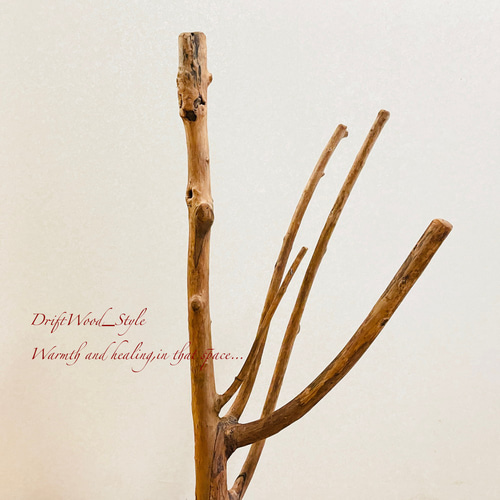流木インテリア 枝が扇状に伸びる流木スタンド ランタンやエアプラント