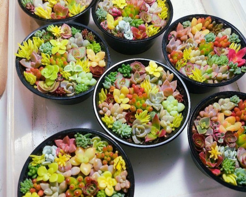 このまま飾れる】多肉植物セダム ミニ寄せ植えセット【育成説明