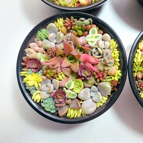 多肉植物♡韓国苗セダム他そのまま飾れる寄せ植え♡ホワイトリースおまけ付き 423ea93e0015ec4daf4d3c685fff59