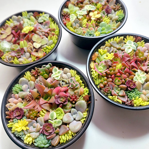 このまま飾れる】多肉植物セダム ミニ寄せ植えセット【育成説明