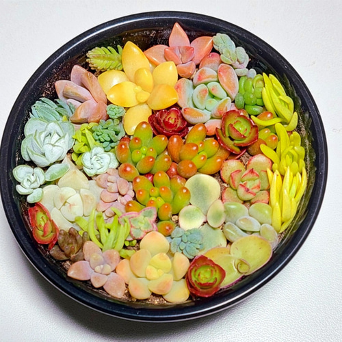 このまま飾れる】多肉植物セダム ミニ寄せ植えセット【育成説明