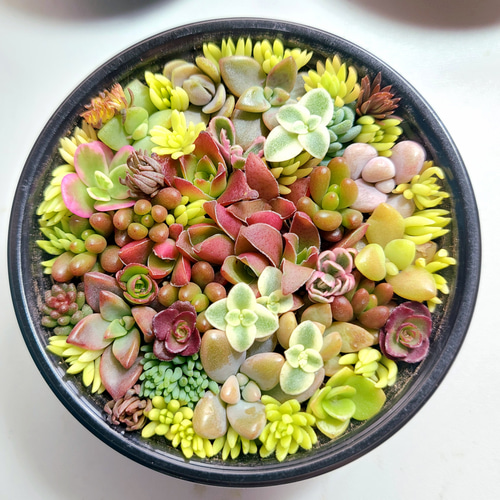 多肉植物寄せ植え　そのまま飾れる　2つセット☆* ギフト 多肉植物 寄せ植え そのまま飾れる オーダー制 多肉植物