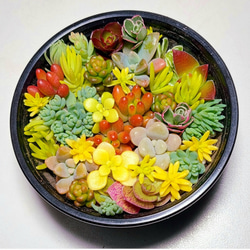  第5張的照片
