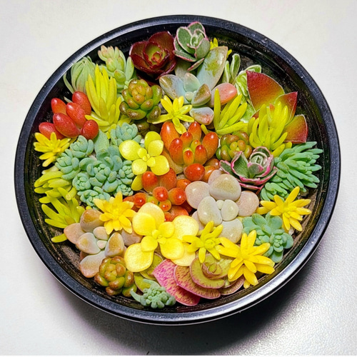 このまま飾れる】多肉植物セダム ミニ寄せ植えセット【育成説明 このまま飾れる】多肉植物セダム ミニ寄せ植えセット【育成説明