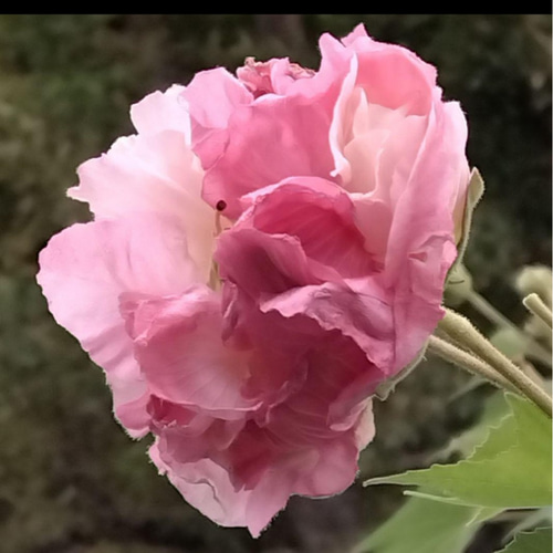 酔芙蓉 パステル画 （夕暮れ時の堺市都市緑化センター