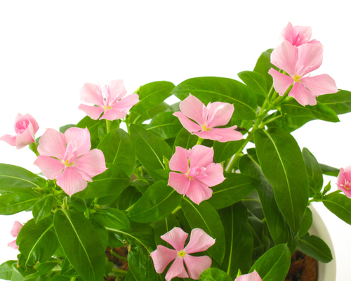 5.セツブンソウ　八重咲　2花 MDAwMDAxNDU3OA_MC4zNTc2MDMwMCA