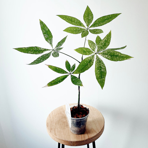 人気》希少 パキラ ミルキーウェイ 実生 観葉植物 calm cafe 多肉植物