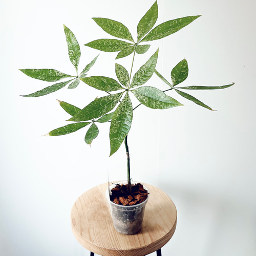人気》希少 パキラ ミルキーウェイ 実生 観葉植物 calm cafe 多肉植物