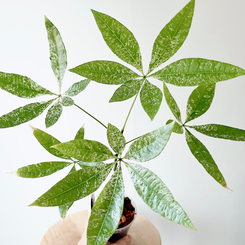人気》希少 パキラ ミルキーウェイ 実生 観葉植物 calm cafe 多肉植物