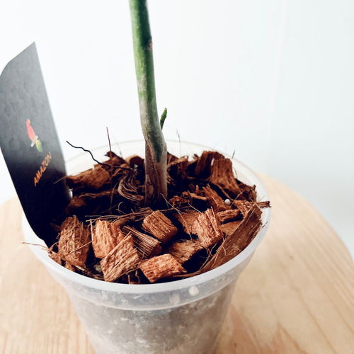 人気》希少 パキラ ミルキーウェイ 実生 観葉植物 calm cafe 多肉植物